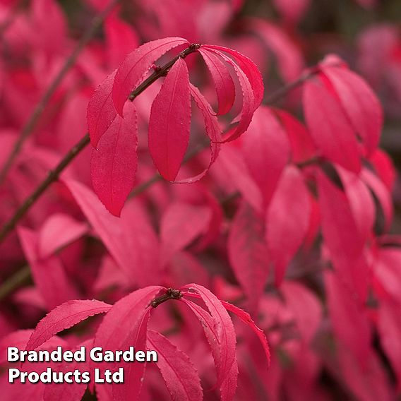 Euonymus alatus 'Unforgettable Fire'