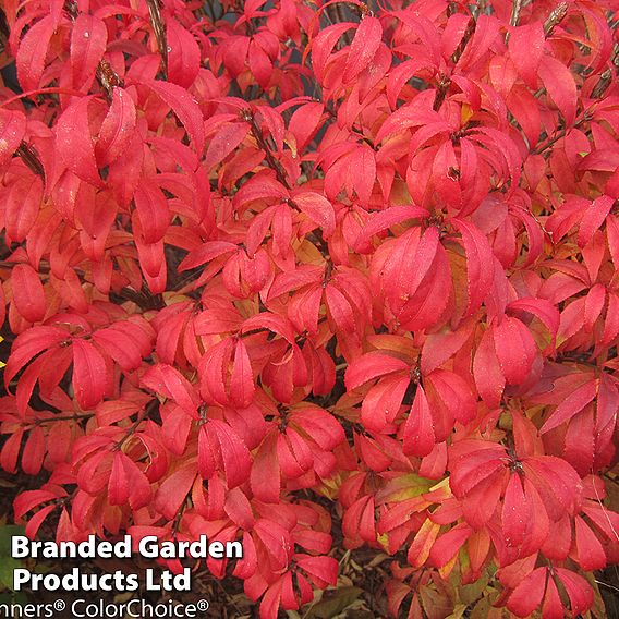 Euonymus alatus 'Unforgettable Fire'