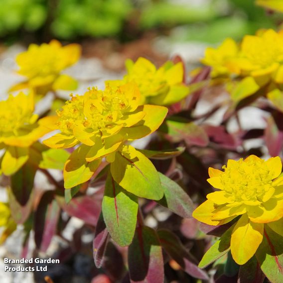 Euphorbia epithymoides 'Bonfire'