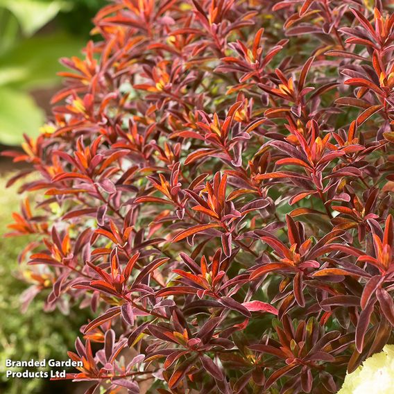 Euphorbia epithymoides 'Bonfire'