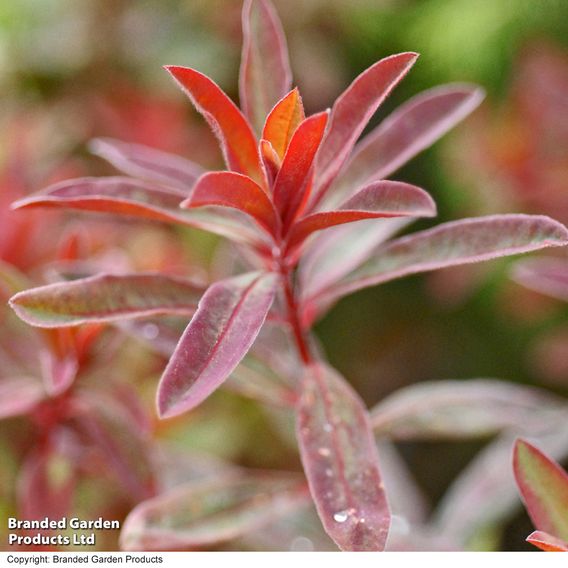 Euphorbia epithymoides 'Bonfire'