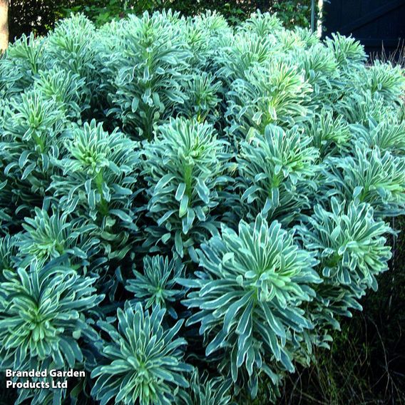 Euphorbia characias 'Glacier Blue'