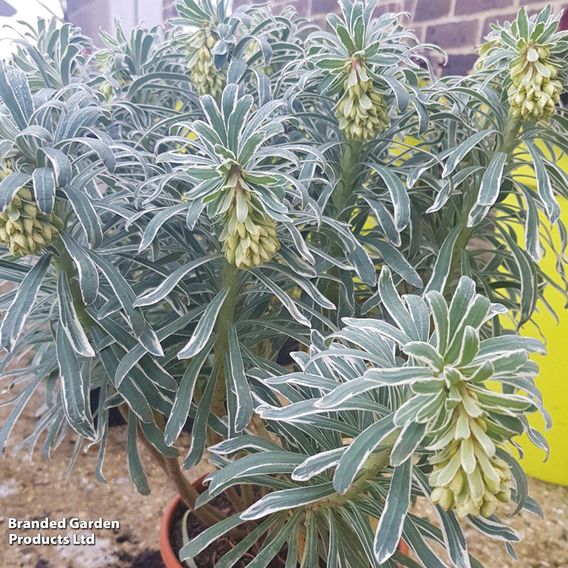 Euphorbia characias 'Glacier Blue'