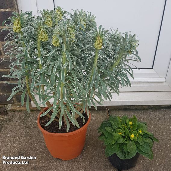 Euphorbia characias 'Glacier Blue'