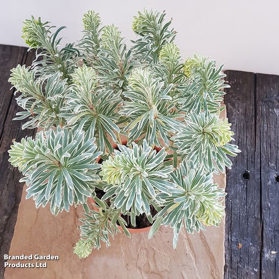 Euphorbia characias 'Glacier Blue'