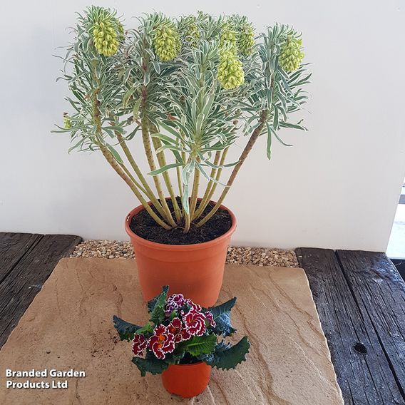 Euphorbia characias 'Glacier Blue'