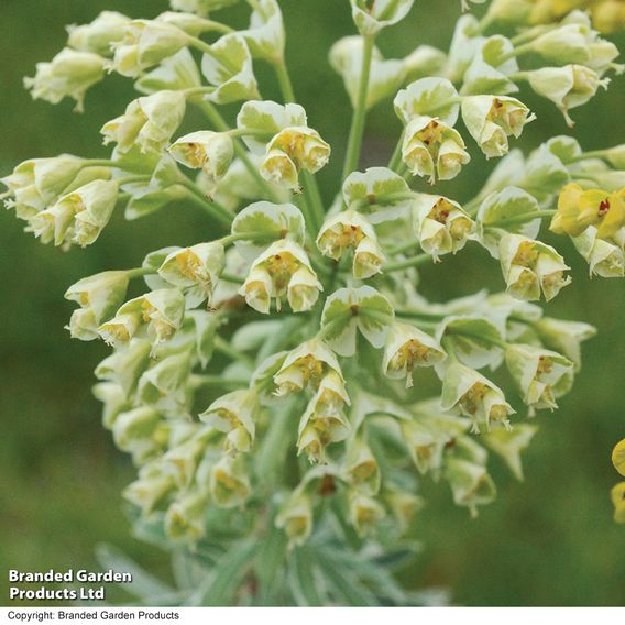 Euphorbia characias 'Glacier Blue'