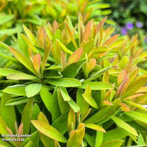 Euphorbia x martinii 'Little Treasure'