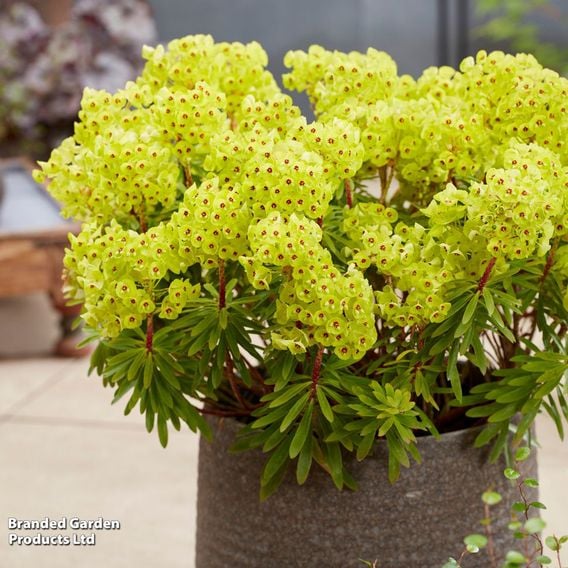 Euphorbia x martinii 'Little Treasure'