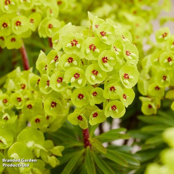 Euphorbia x martinii 'Little Treasure'