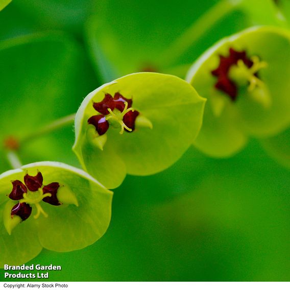 Euphorbia x martini