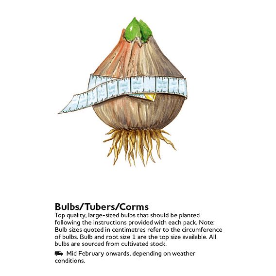 Fritillaria persica