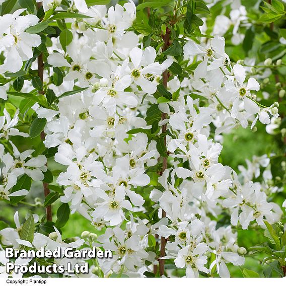 Exochorda 'Blushing Pearl'