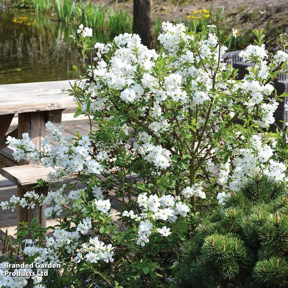 Exochorda 'Magical Springtime'