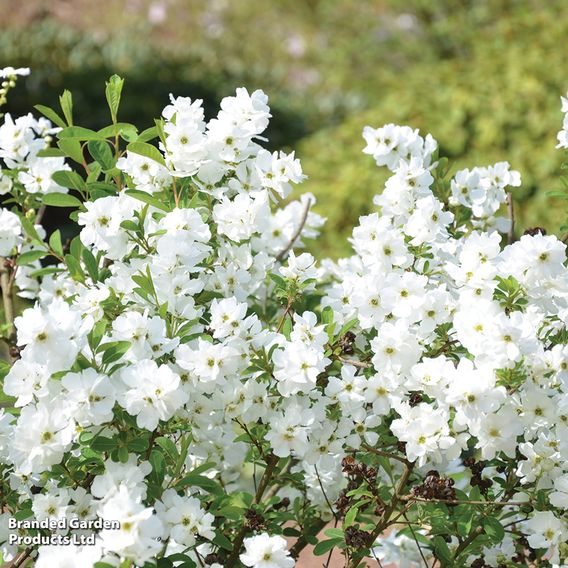 Exochorda 'Magical Springtime'