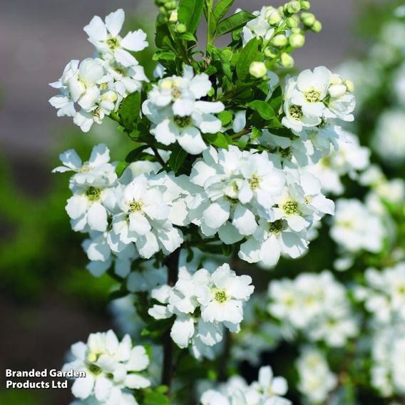 Exochorda 'Magical Springtime'