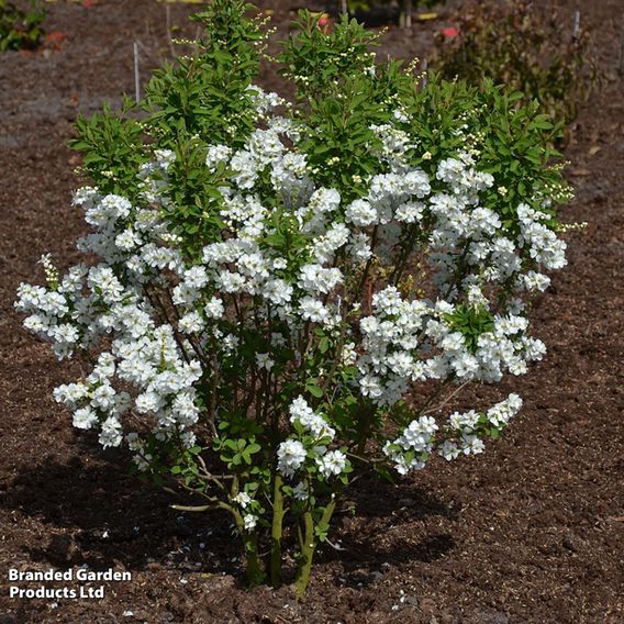 Exochorda 'Magical Springtime'