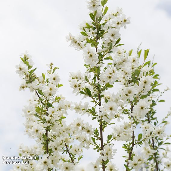 Exochorda 'Magical Springtime'