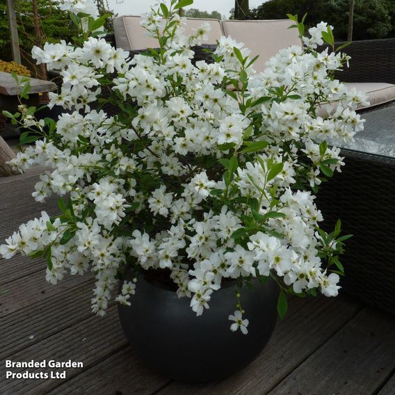 Exochorda 'Magical Springtime'