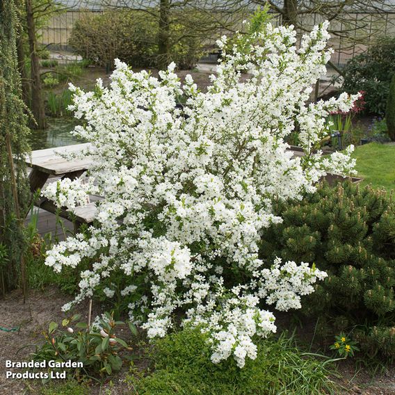 Exochorda 'Magical Springtime'