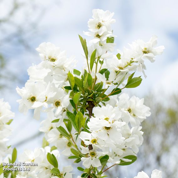 Exochorda 'Magical Springtime'