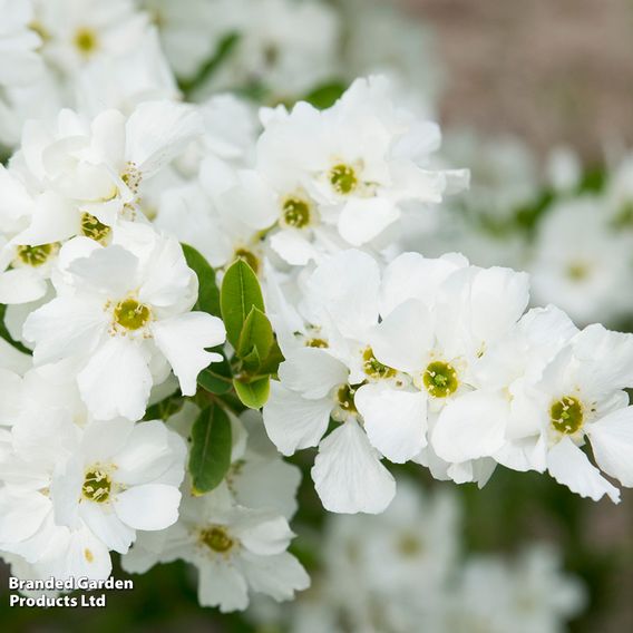 Exochorda 'Magical Springtime'