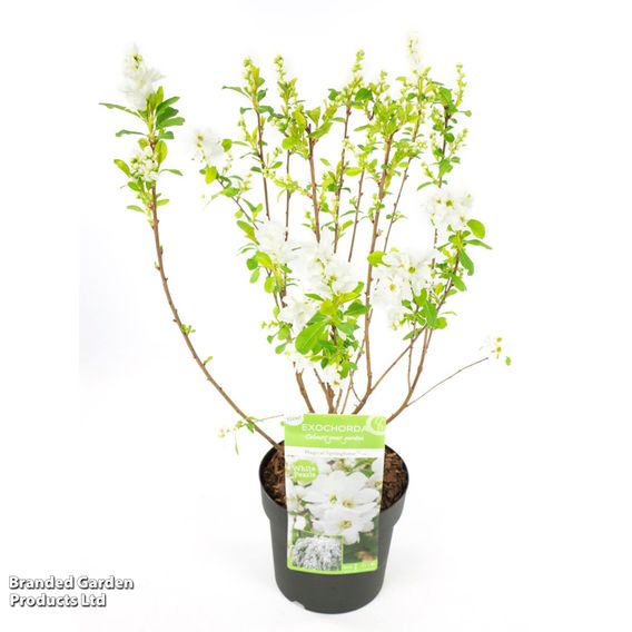 Exochorda 'Magical Springtime'