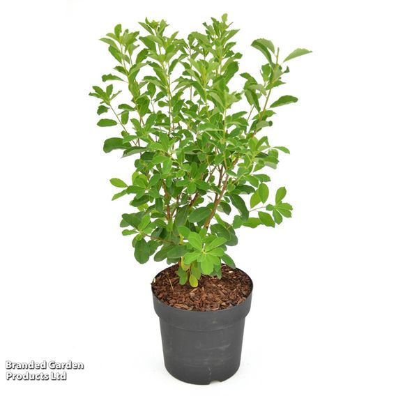 Exochorda 'Magical Springtime'