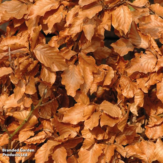 Copper Beech (Hedging)