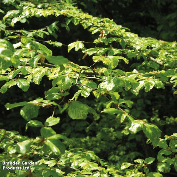 Green Beech (Hedging)