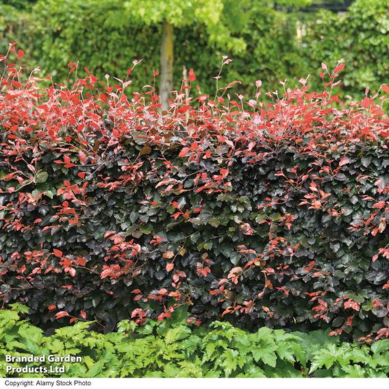 Copper Beech (Hedging)