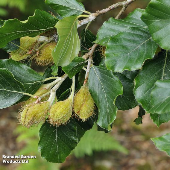 Green Beech (Hedging)