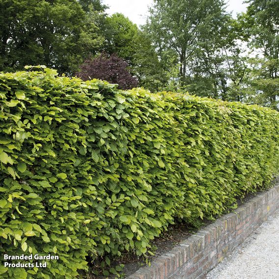 Green Beech (Hedging)