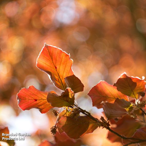 Copper Beech (Hedging)