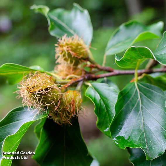 Green Beech (Hedging)
