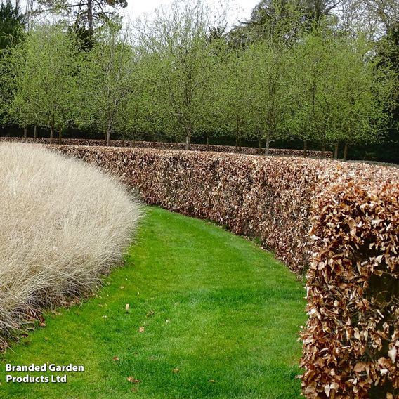 Copper Beech (Hedging)