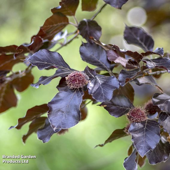 Copper Beech (Hedging)
