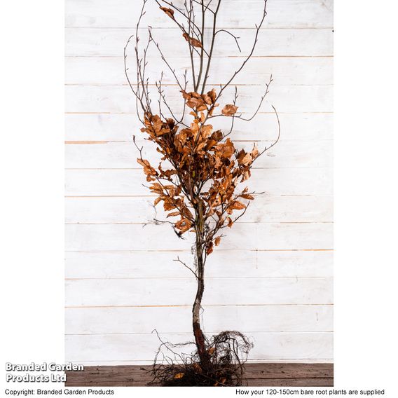 Green Beech (Hedging)