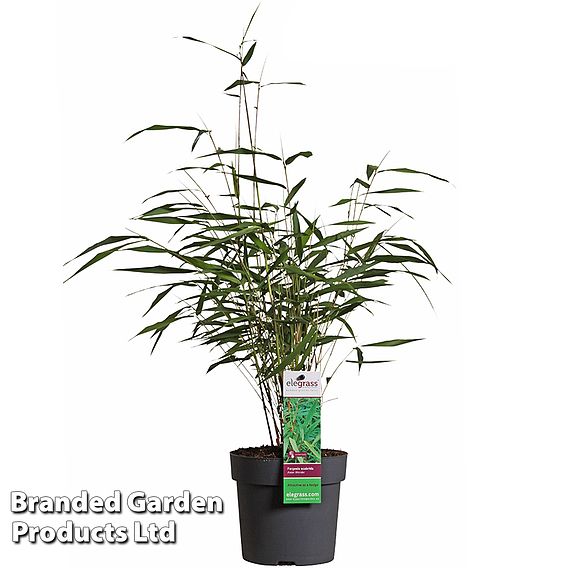 Umbrella Bamboo 'Asian Wonder'