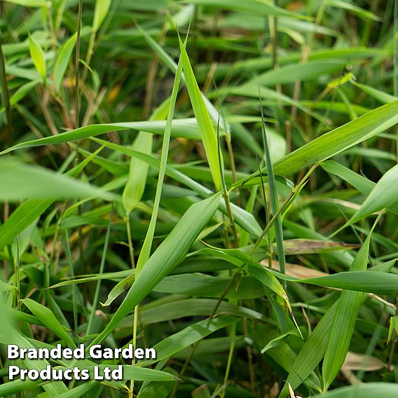 Umbrella Bamboo 'Asian Wonder'