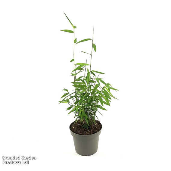 Bamboo 'Black Dragon'