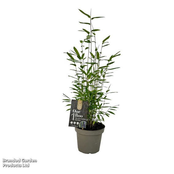 Bamboo 'Black Dragon'