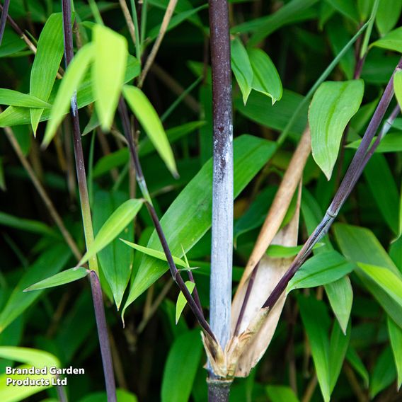 Bamboo 'Black Dragon'