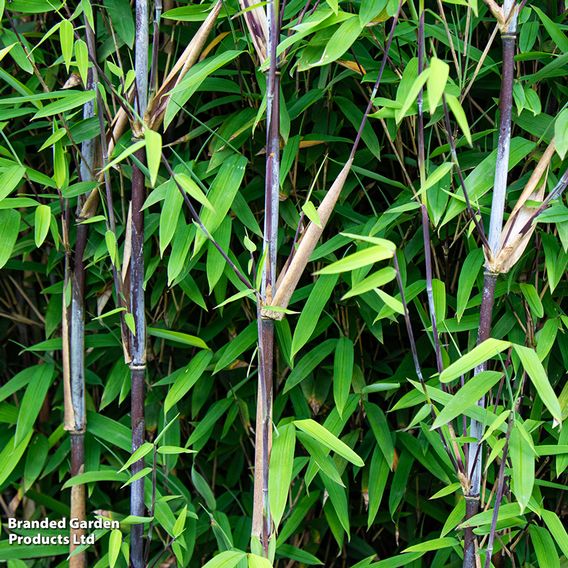 Bamboo 'Black Dragon'