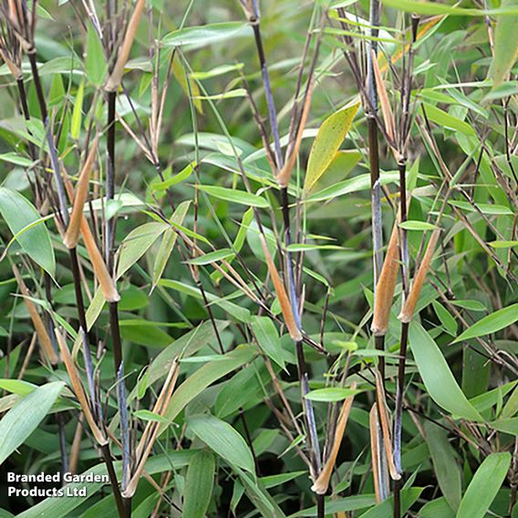 Bamboo 'Black Dragon'