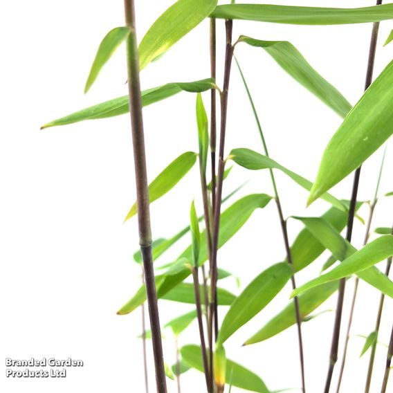 Bamboo 'Black Dragon'
