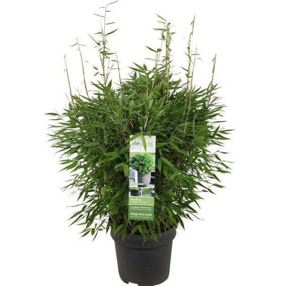Umbrella Bamboo 'Moontears Boobux'