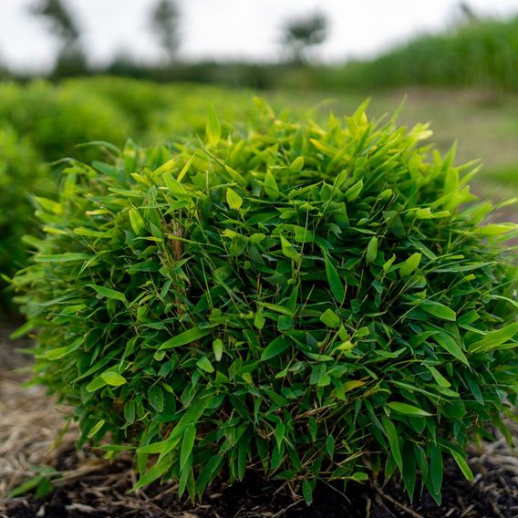 Umbrella Bamboo 'Moontears Boobux'