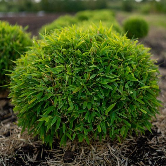 Umbrella Bamboo 'Moontears Boobux'