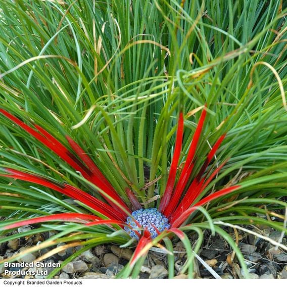 Fascicularia bicolor